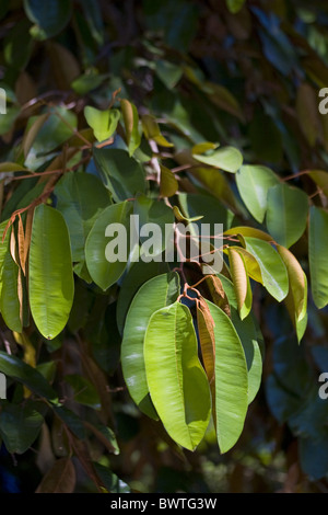 Asie Asie Apple Star Chrysophyllum cainito médicinales Sapotaceae Close up feuille feuilles arbre arbres feuillage Tropique Tropical Banque D'Images