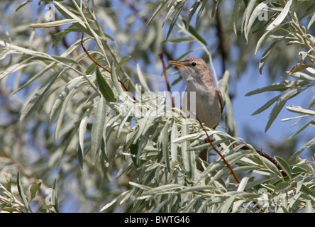 Sykes's Warbler (Hippolais rama) mâle adulte, chant, perché dans l'arbre, Almaty, Kazakhstan, Province de juin Banque D'Images