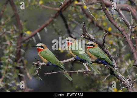 À façade blanche Guêpier (Merops bullockoides) trois adultes, perché sur branche, Botswana Banque D'Images