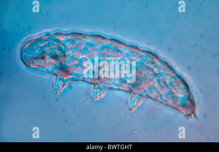 Ours d'eau Phylum Tardigrade Banque D'Images