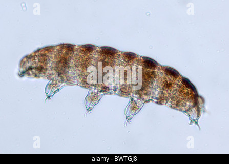 Ours d'eau Phylum Tardigrade Banque D'Images