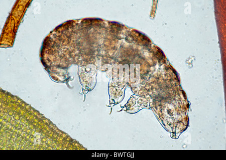 Ours d'eau Phylum Tardigrade Banque D'Images
