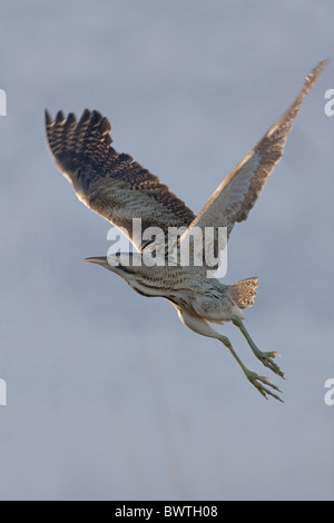 Butor étoilé (Botaurus stellaris), adultes en vol en helicoptère prend son essor, la réserve RSPB Minsmere, Suffolk, Angleterre, Mars Banque D'Images