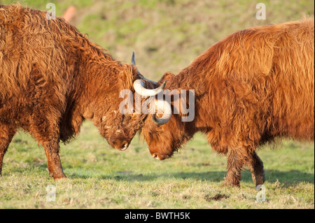 Highland cattle Kent UK Banque D'Images