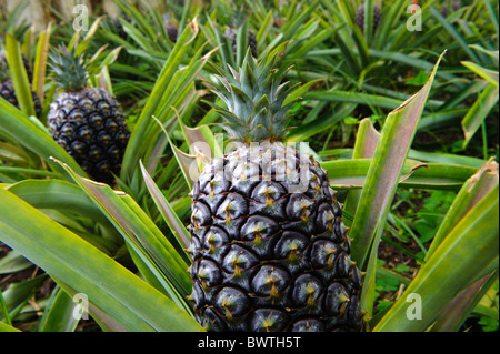 Plantation d'ananas Arruda dans Faja de Baixo, à l'île de Sao Miguel Banque D'Images