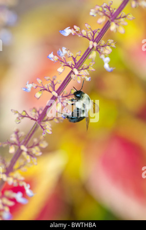 L'Est de l'abeille charpentière (Xylocopa virginica) collecte de pollen. Banque D'Images