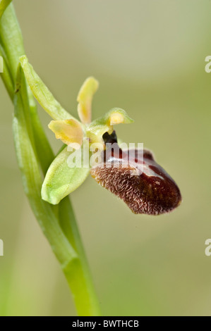 L'orchidée araignée Ophrys sphegodes Kent UK Banque D'Images
