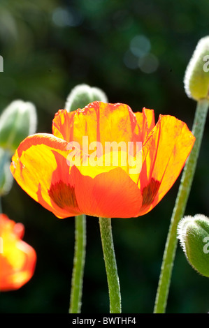 Orange Rouge Coquelicot Papaver rhoeas Jardin UK Banque D'Images