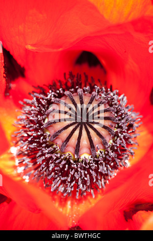 Orange Rouge Coquelicot Papaver rhoeas Jardin UK Banque D'Images