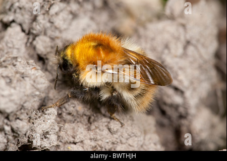 Bourdon Bombus pascuorum cardeur commun UK Banque D'Images