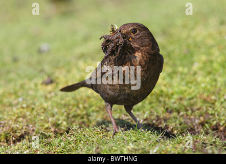 Blackbird européenne (Turdus merula) femelle adulte, la collecte de matériau de revêtement nid de boue, Norfolk, Angleterre, avril Banque D'Images