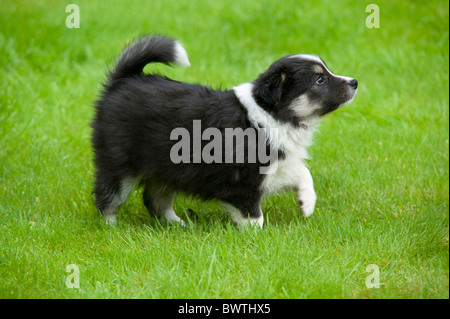 Border Collie Dog Puppy dans jardin UK Banque D'Images