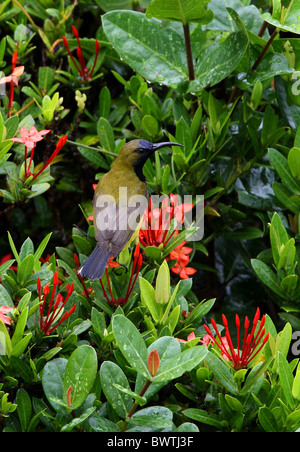 À dos olive Sunbird (Chalcomitra jugularis ornatus) mâle adulte, perché dans la floraison bush, Sabah, Bornéo, Malaisie, janvier Banque D'Images