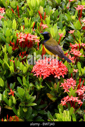 À dos olive Sunbird (Chalcomitra jugularis ornatus) mâle adulte, perché dans la floraison bush, Sabah, Bornéo, Malaisie, janvier Banque D'Images