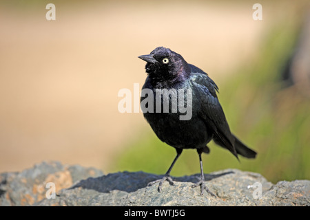 (Quiscale de Brewer Euphagus cyanocephalus) adulte, debout sur rock, Californie, États-Unis Banque D'Images