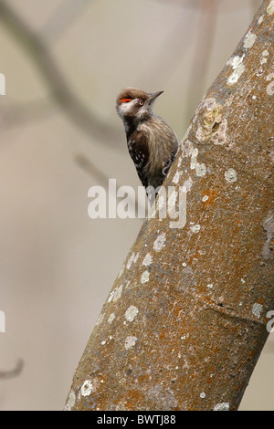 Brown-capped Pic (Dendrocopos nanus) mâle adulte, crest soulevées, perché sur tronc d'arbre, Népal, Koshi Tappu, janvier Banque D'Images