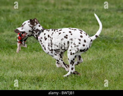 Chien dalmatien UK in garden Banque D'Images