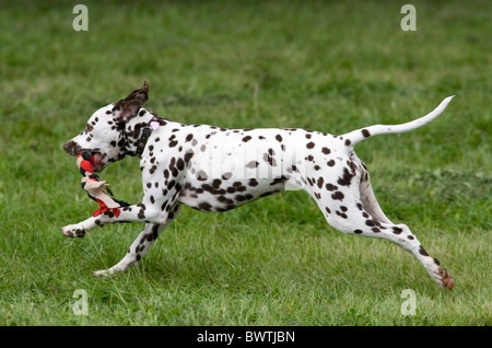 Chien dalmatien UK in garden Banque D'Images