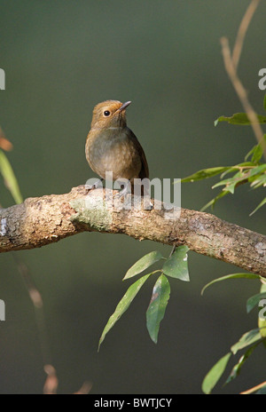 Petit Niltava (Niltava macgrigoriae) femelle adulte, perché sur une branche, Katmandou, Népal, février Banque D'Images