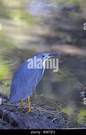 Petit Blongios nain (Ixobrychus sturmii) adulte, debout au bord de l'eau, le Botswana Banque D'Images