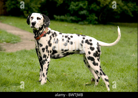 Chien dalmatien UK in garden Banque D'Images