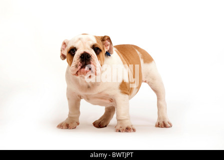 Chien chiot bouledogue UK Banque D'Images