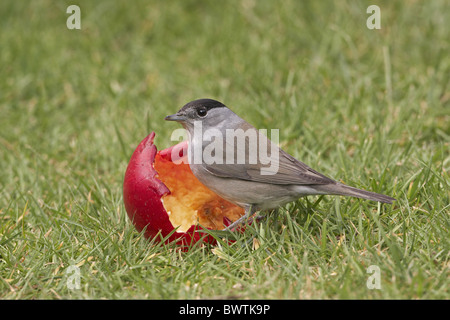 Blackcap (Sylvia atricapilla) mâle adulte, se nourrissant d'apple en jardin, Warwickshire, en Angleterre, hiver Banque D'Images