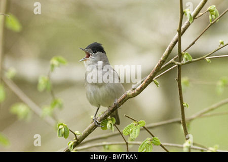 Blackcap (Sylvia atricapilla) mâle adulte, chant, perché sur des rameaux, Sussex, Angleterre, printemps Banque D'Images