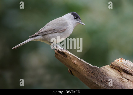 Blackcap (Sylvia atricapilla) mâle adulte, perché sur log in garden, Leicestershire, Angleterre, février Banque D'Images