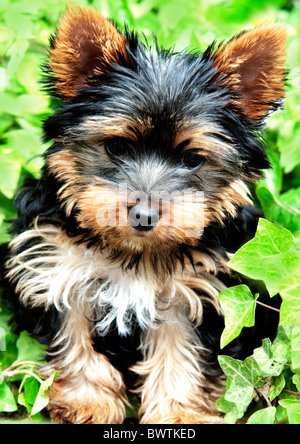 Yorkshire Terrier Dog Puppy UK Banque D'Images