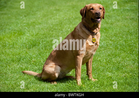 Labrador Retriever dog sitting in garden UK Banque D'Images