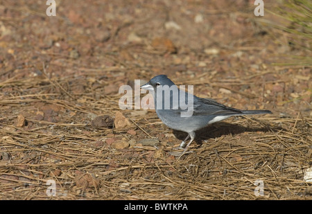 Pinson bleu (Fringilla teydea) mâle adulte, se tenant sur le sol, Tenerife, Îles Canaries Banque D'Images