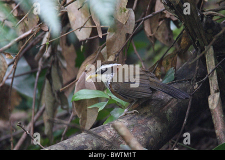 Streak-breasted Scimitar-(Pomatorhinus ruficollis) adulte, perché sur une branche, Jiangfengling, sur l'île de Hainan, Chine, octobre Banque D'Images