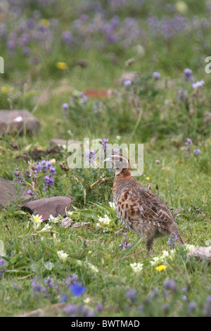 Partridge perdix (hodgsoniae tibétain) adulte, debout dans un pré, près de Yushu, province du Qinghai, Plateau tibétain, Chine, août Banque D'Images