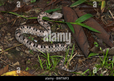 Western Hog-nosed Viper Porthidium ophryomegas Costa Rica Banque D'Images