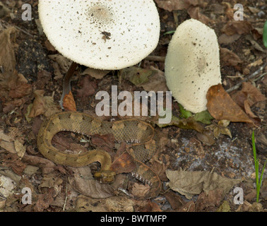 Hog-nosed Horned Viper Porthidium nasutum Dominical Costa Rica Banque D'Images