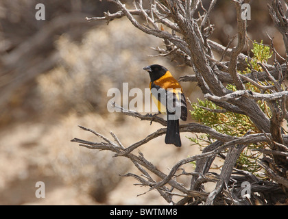 Black-hooded sierra-finch (Phrygilus atriceps) mâle adulte, perché sur des rameaux morts, Salta, Argentine, janvier Banque D'Images