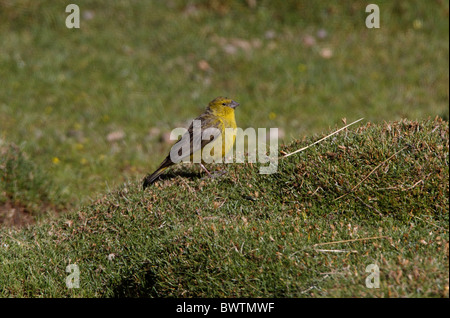 Jaune-verdâtre (Sicalis olivascens finch) mâle adulte, debout sur puna grassland, Jujuy, Argentine, janvier Banque D'Images
