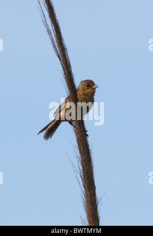 Jaune Prairie-finch (Sicalis luteola) femelle adulte, perché sur reed, Punta Rasa, Province de Buenos Aires, Argentine, janvier Banque D'Images