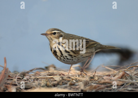 À dos olive Sprague (Anthus hodgsoni yunnanensis) adulte, marcher dans la litière, la réserve naturelle de Mai Po, Hong Kong, Chine Banque D'Images