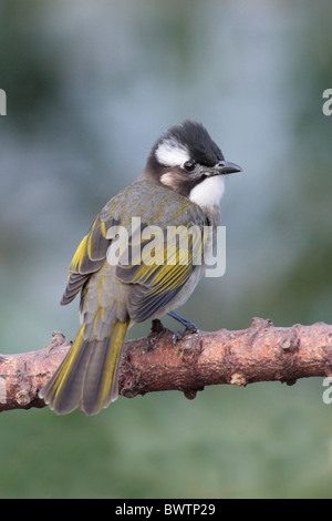 Bulbul de Chine (Pycnonotus sinensis) adulte, perché sur une branche, à Hong Kong, Chine, novembre Banque D'Images