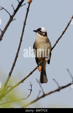 Bulbul de Chine (Pycnonotus sinensis) adulte, perché sur une branche, Beidaihe, Hebei, Chine, mai Banque D'Images