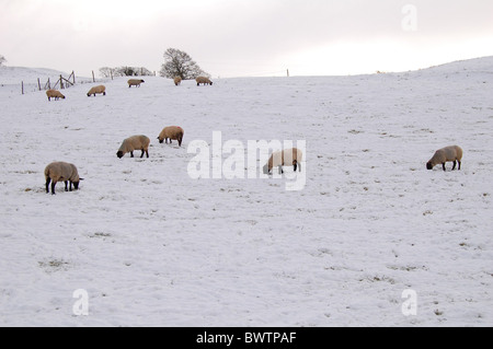 Des moutons paissant dans un champ neigeux Banque D'Images