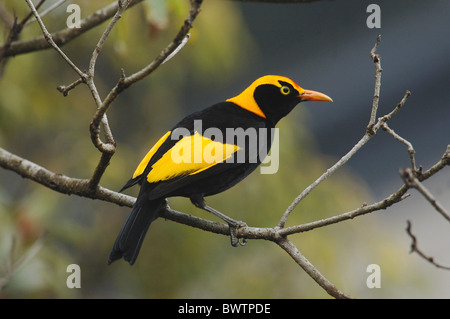 Regent (oiseau Sericulus chrysocephalus) mâle adulte, dans les forêts tropicales de Montagne Verte, N.P., Lamington, Queensland, Australie, juillet Banque D'Images