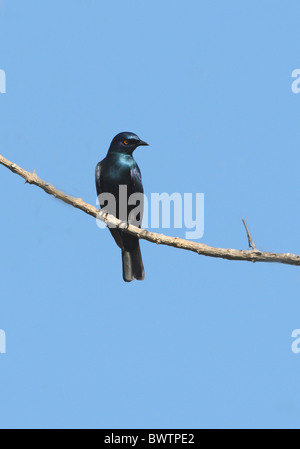 Black-bellied starling (Lamprotornis brillant-mandanus corruscus) adulte, perché sur une branche, Arabuko-Sokoke Forest, Kenya, novembre Banque D'Images
