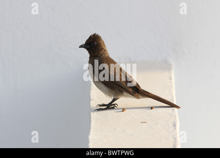 Bulbul des jardins (Pycnonotus barbatus commun barbatus) adulte, perché sur le mur de la maison, Maroc, mai Banque D'Images