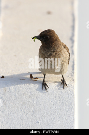 Bulbul des jardins (Pycnonotus barbatus commun barbatus) des profils, l'alimentation, dans l'insecte avec bec, perché sur mur de la maison, Maroc, mai Banque D'Images