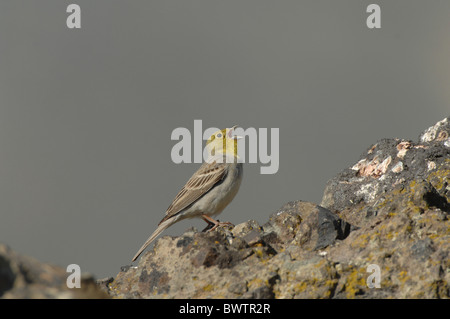 Cinereous Bunting (Emberiza cineracea) mâle adulte, chant, debout sur le roc, Lesbos, Grèce, avril Banque D'Images