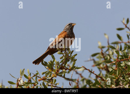 Chambre (Emberiza striolata sahari) mâle adulte, perché à bush, Maroc, mai Banque D'Images