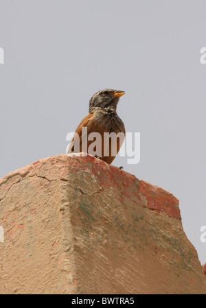 Chambre (Emberiza striolata sahari) mâle adulte, chant, perché sur le bâtiment, Maroc, mai Banque D'Images